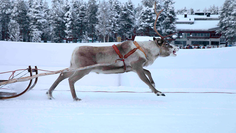 Heldag Jokkmokks Marknad (alt. tillval dagstur till Ishotellet)