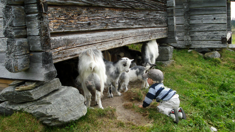 Barn leker med getter